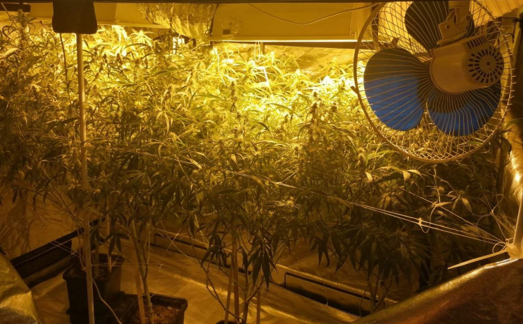 U KS oduzeta laboratorija za uzgoj i proizvodnju marihuane