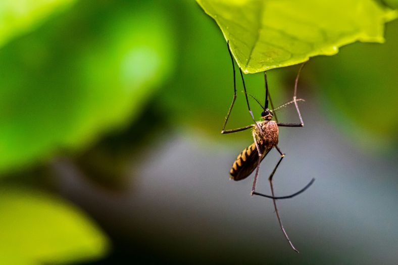 U laboratoriji napravljeni GMO komarci koji ne ujedaju ljude