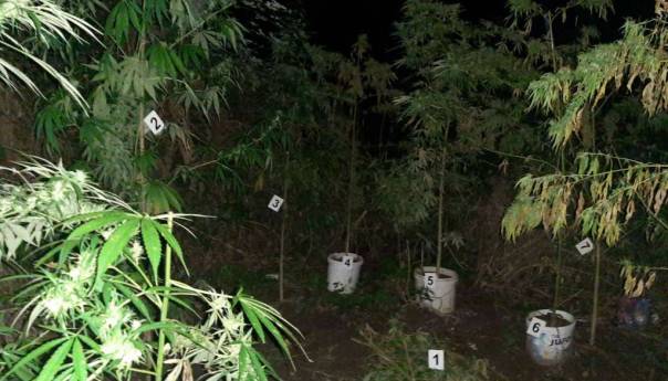 U Maglaju ponovo pronađen veći zasad indijske konoplje