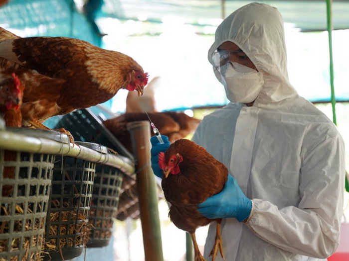 U Meksiku otkrivena zaraza ptičjom gripom kod ljudi