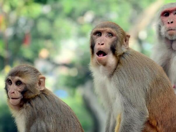 U Nepalu se održava prvi popis majmuna, nije bez razloga