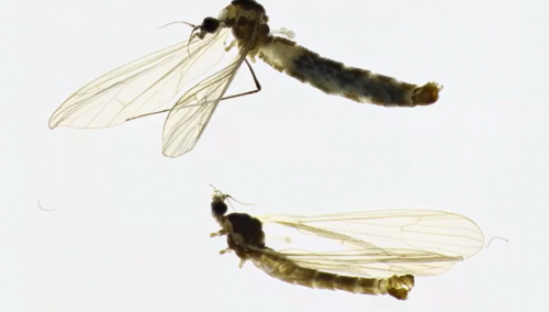 U Neretvi pronađena nova životinjska vrsta