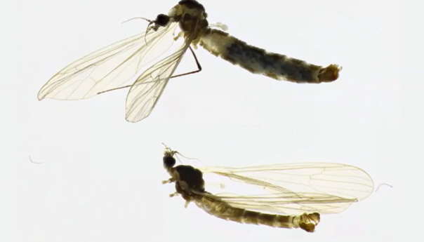 U Neretvi pronađena nova životinjska vrsta