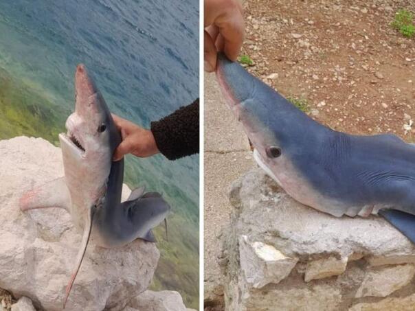 U Neumu ulovljen mali morski pas modrulj