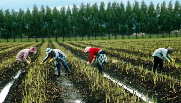 U Njemačku u jeku krize s koronavirusom stiže 80.000 sezonskih radnika