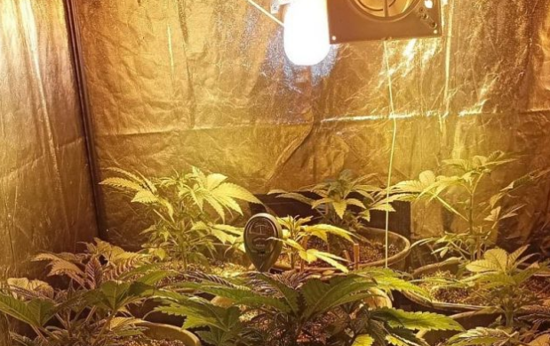 U Novom Travniku pronađena laboratorija 'indijske konoplje'