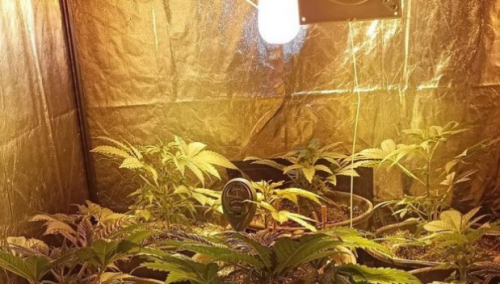 U Novom Travniku pronađena laboratorija 'indijske konoplje'