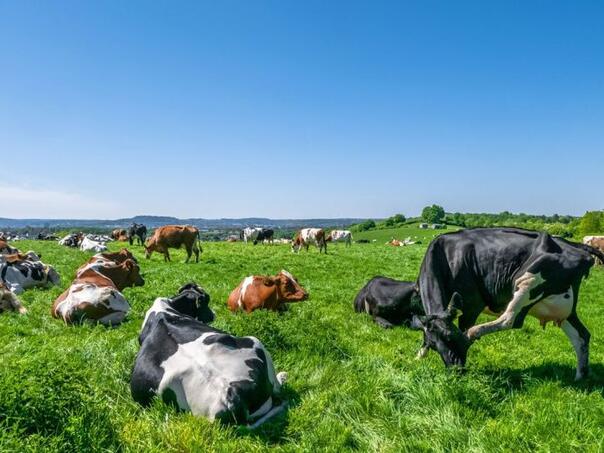 U ovoj državi ima više krava nego ljudi