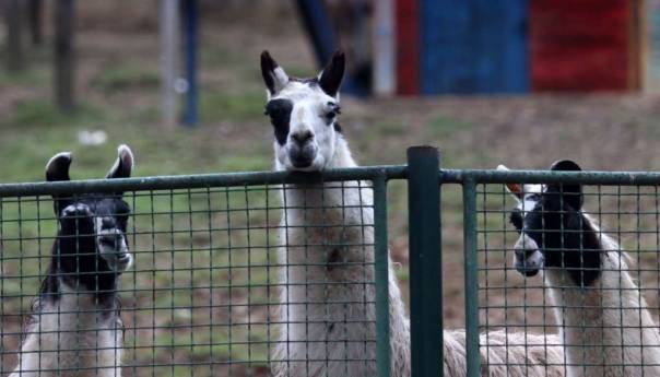 U Pionirskoj dolini od danas novo radno vrijeme