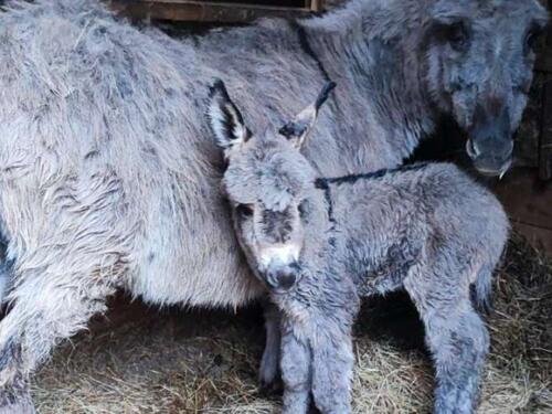 U Pionirskoj dolini prinove, 13. aprila proljetna zabava 'Zdravo proljeće!'