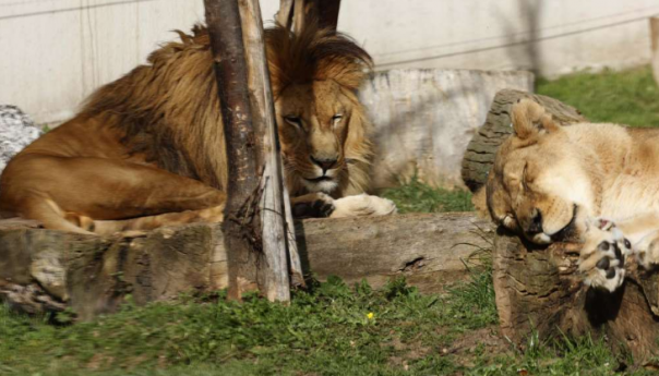 U Pionirskoj dolini u 2022. godini stotine hiljada posjetilaca