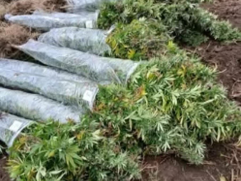 U policijskoj akciji na području Bosanske Krupe otkrivena plantaža kanabisa