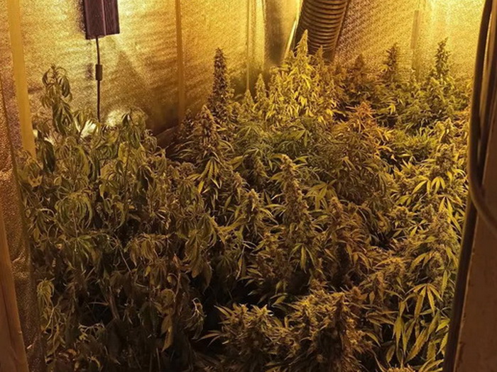 U Posušju otkriven kućni laboratorij za uzgoj marihuane