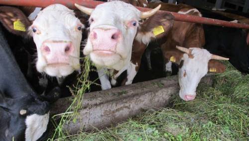 U potpunosti se provodi odluka Vlade Srbije, u BiH ne ulazi mlijeko iz te države