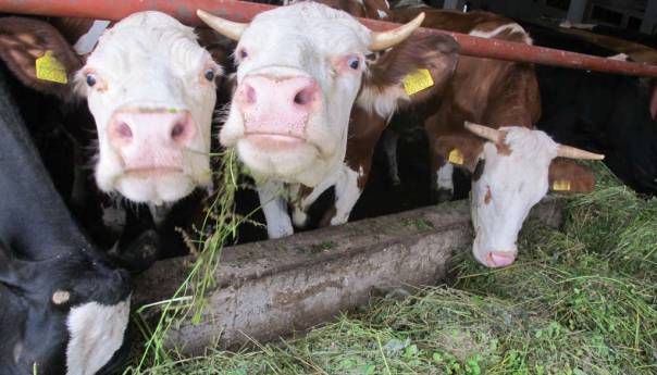 U potpunosti se provodi odluka Vlade Srbije, u BiH ne ulazi mlijeko iz te države