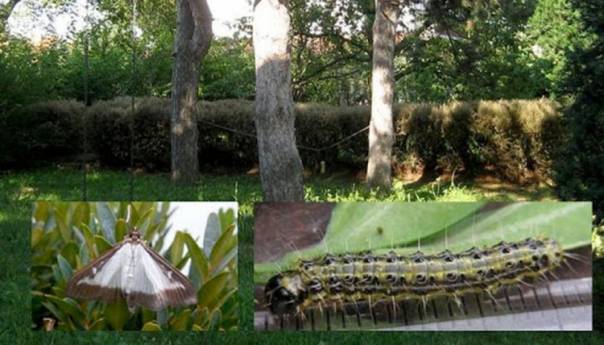 U proljeće šimširov moljac štetan u mnogim domaćinstvima i vrtovima