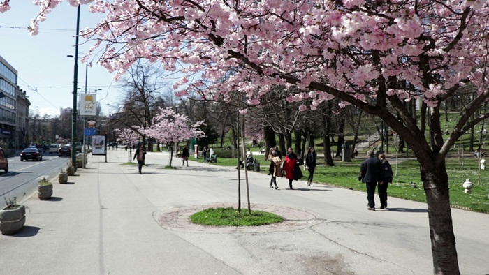 U prvim danima proljeća ulice Sarajeva ukrašene beharom