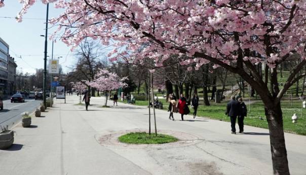 U prvim danima proljeća ulice Sarajeva ukrašene beharom