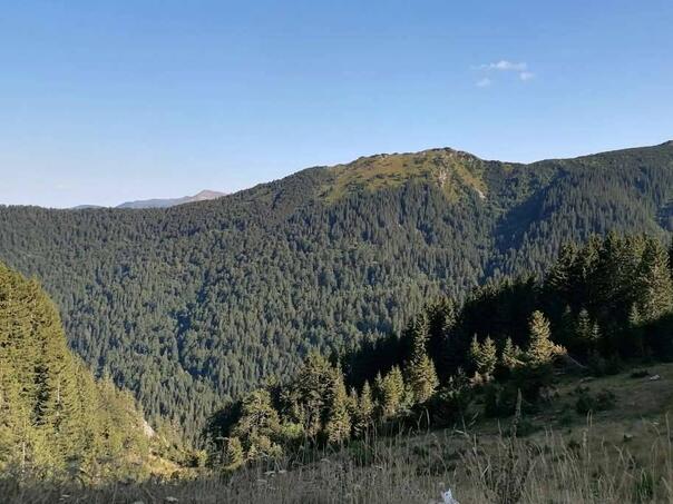 U prvom tromjesečju povećanje proizvodnje i prodaje šumskih sortimenata