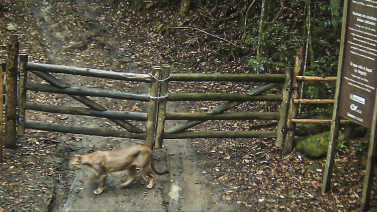 U Rio de Janeiru ponovo viđena puma iako je smatrana izumrlom vrstom