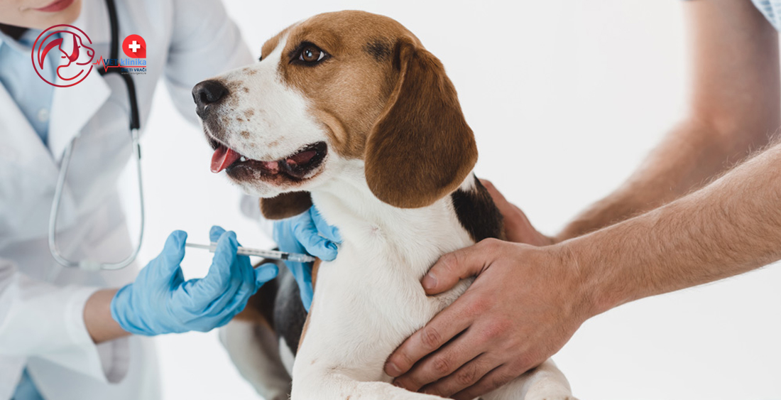 U Rusiji registrirana i vakcina protiv koronavirusa za životinje