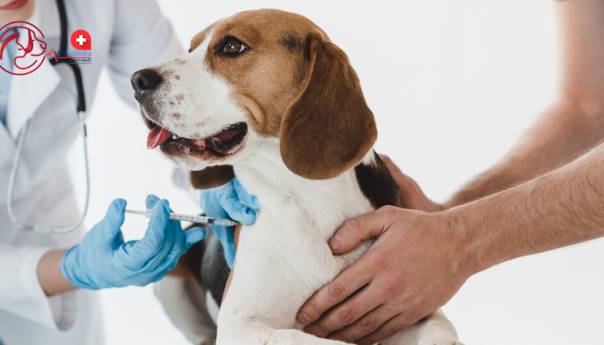 U Rusiji registrirana i vakcina protiv koronavirusa za životinje