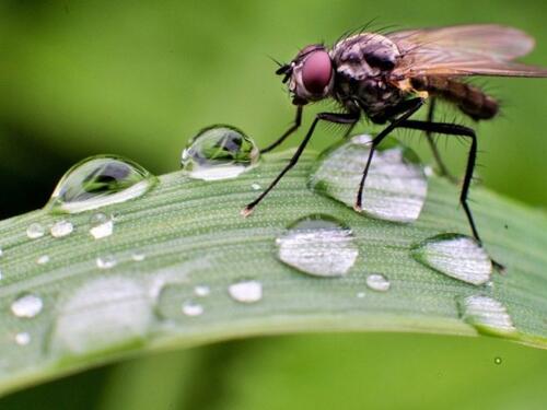 U SAD-u potvrđen prvi slučaj opasnog parazita, izaziva smrtonosne infekcije
