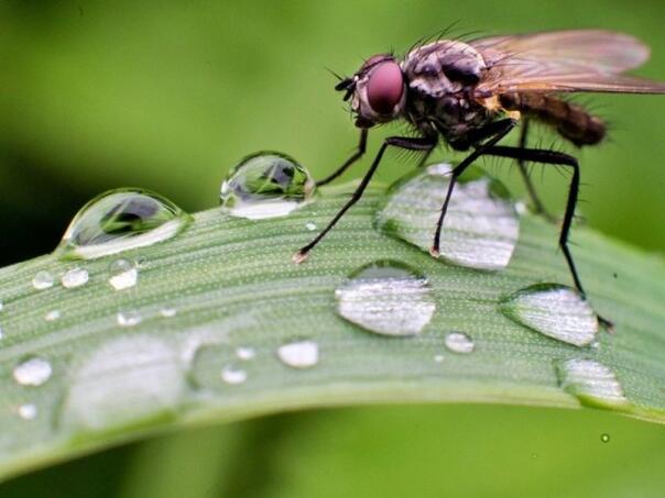 U SAD-u potvrđen prvi slučaj opasnog parazita, izaziva smrtonosne infekcije