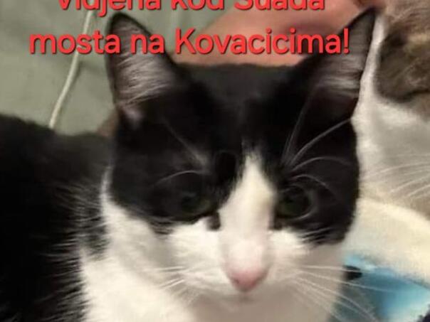 U Sarajevu nestala mačka, vlasnik nudi 5000 KM ko je pronađe