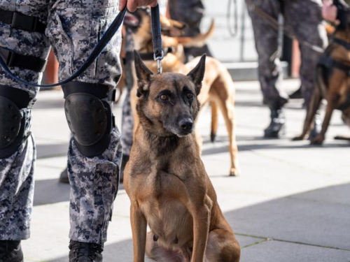 U Sarajevu održana demonstracija K9 jedinica: Neraskidiva veza između čovjeka i psa