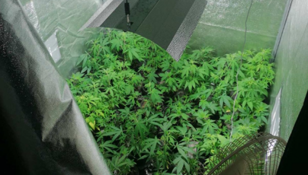 U Sarajevu otkrivena laboratorija za uzgoj marihuane