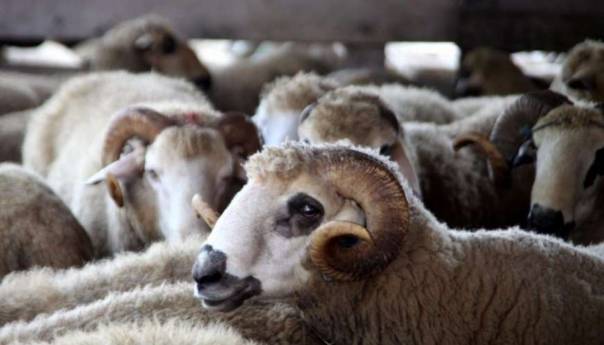 U Sarajevu pojačani inspekcijski nadzori povodom Kurban -bajrama