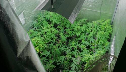 U Sarajevu pronađena laboratorija za uzgoj marihuane