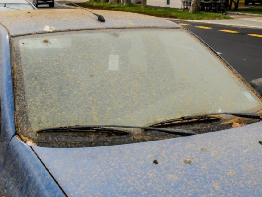 U Sarajevu se očekuje porast koncentracije polena i pojava saharskog pijeska