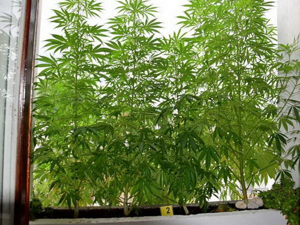 U Sarajevu uhapšena osoba zbog neovlaštene proizvodnje i stavljanja u promet droge