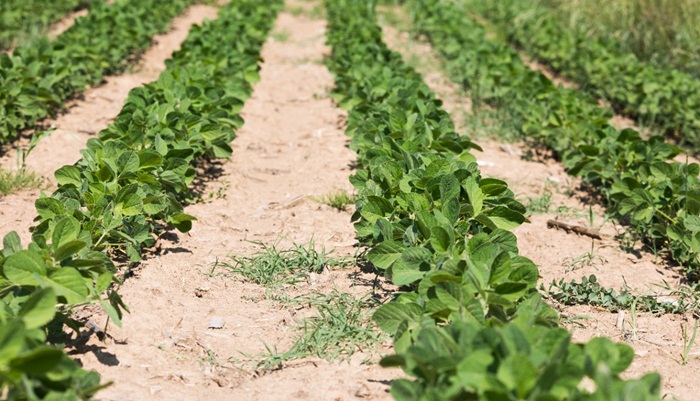 U Semberiji utvrđeno prisustvo GMO soje