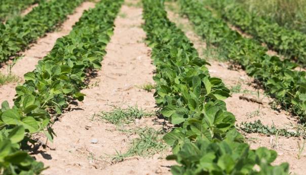 U Semberiji utvrđeno prisustvo GMO soje