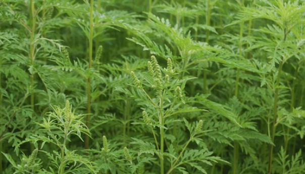 U septembru značajno povećanje polena ambrozije u zraku u KS