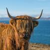 U Škotskoj zabilježen slučaj kravljeg ludila