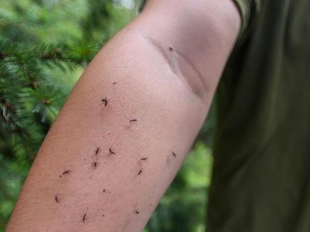 U Sloveniji potvrđena tri slučaja zaraze virusom Zapadnog Nila