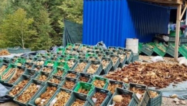 U Sloveniji pronađeni posmrtni ostaci 3.200 žrtava: Pogubljeni nakon Drugog svjetskog rata