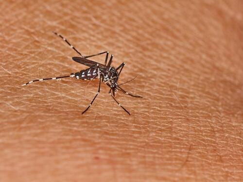 U Srbiji 20 slučajeva obolijevanja od groznice Zapadnog Nila