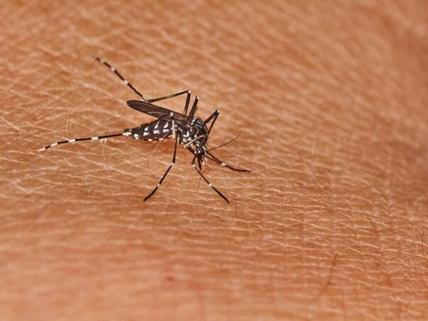 U Srbiji 20 slučajeva obolijevanja od groznice Zapadnog Nila