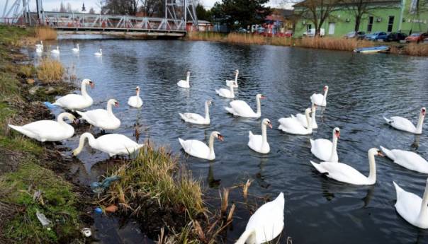 U Srbiji registriran ptičji grip