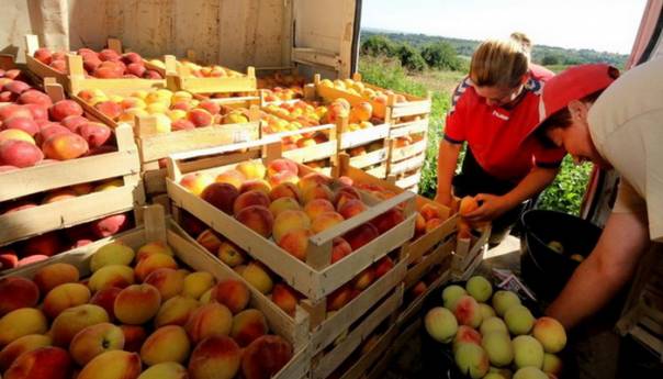 U Srbiji uhapšeno 68 osoba, grčko voće u Rusiju izvozili kao srpsko