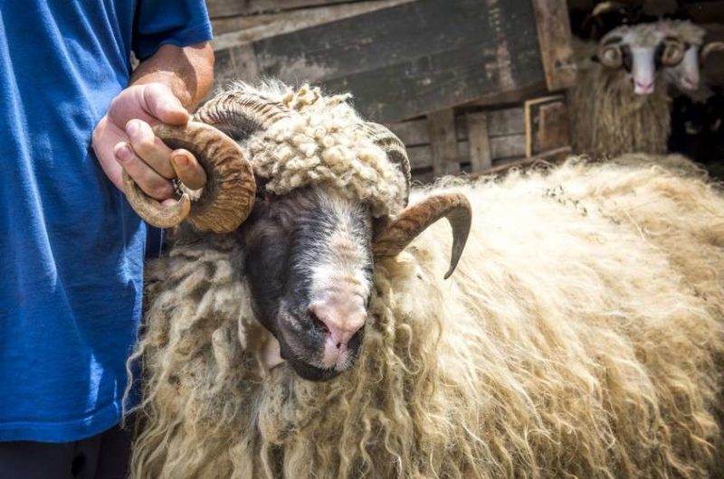 U Srebrenici i ove godine akcija kupovine kurbana od povratnika