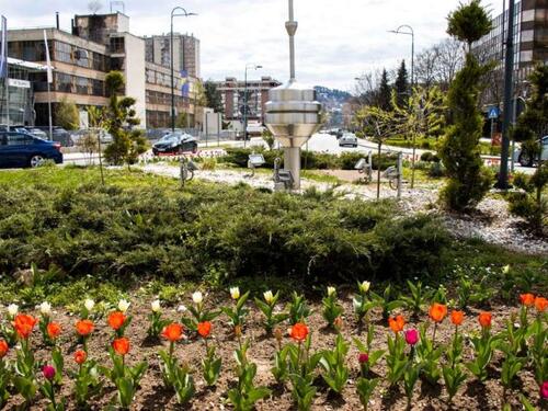 U susret proljeću: U Novom Sarajevu zasađeno 6.000 tulipana