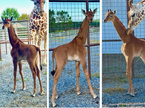 U Tennesseeju rođena žirafa bez pjegica