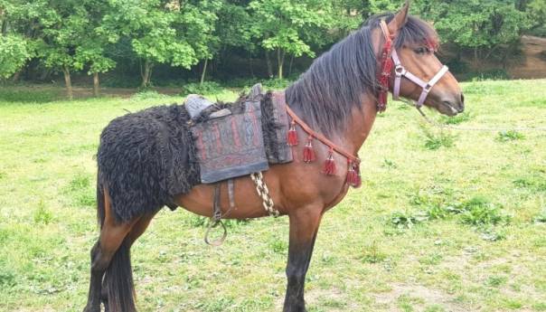 U toku pripreme za osnivanje novih ergela bosanskih brdskih konja