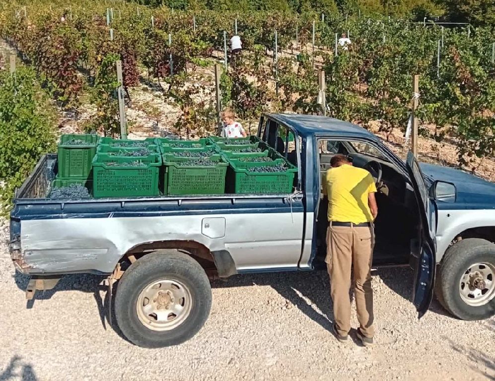 U vinogradu između tradicije i inkluzije: Priča Radoslava Bošnjaka iz Gruda